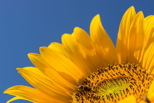 Close-up of yellow garden flower with bee and bright blue sky background