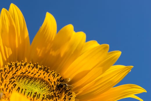 Yellow sunflower with insect and bright blue sky background