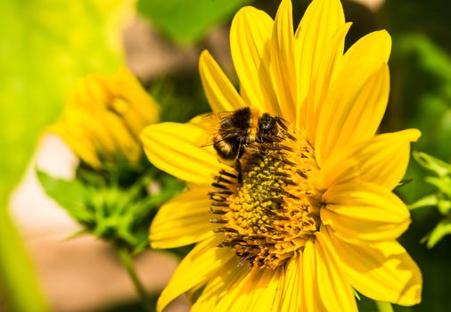 Close-up of yellow flower with bee, sunny garden background