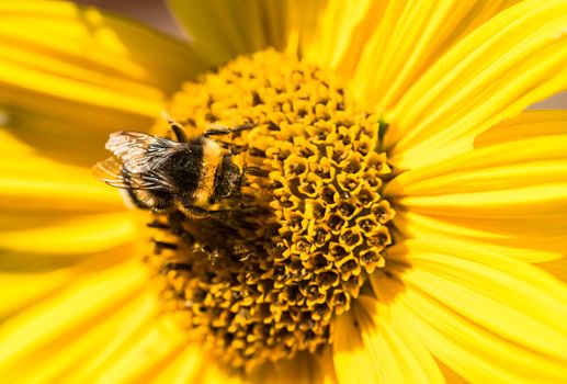 Close-up of bright yellow flower with bumblebee collecting pollen