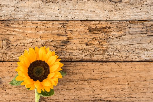 Yellow flower background with single sunflower on old wood with copy space