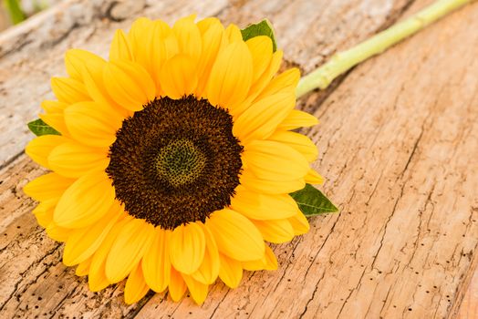 Beautiful single sunflower on old wooden background, close-up