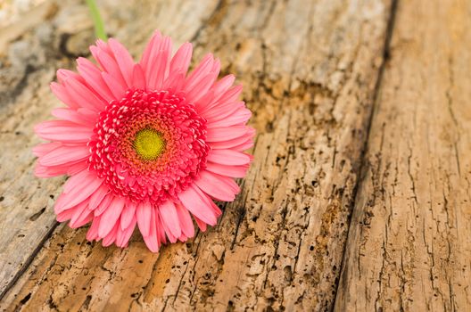 One flower of pink gerbera daisy on rustic wooden background with copy spac