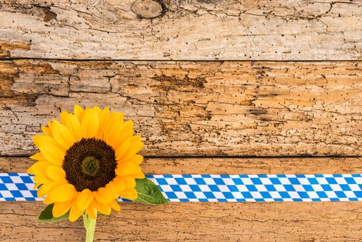 Background decoration for Oktoberfest with yellow sunflower