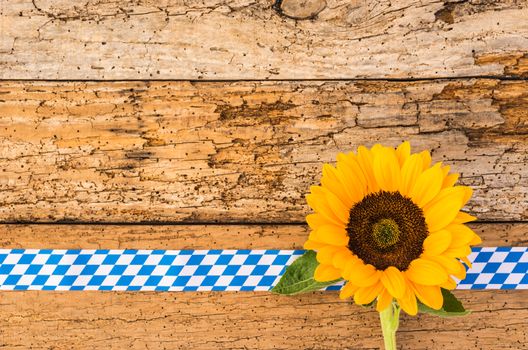 Yellow autumn sunflower with bavarian pattern frame on rustic wooden background