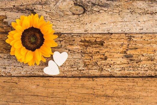 Beautiful yellow sunflower with romantic hearts decoration on old wooden background