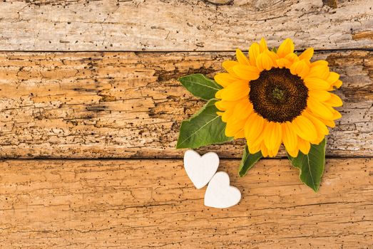 Yellow sunflower with two romantic hearts on rustic wood and copy space