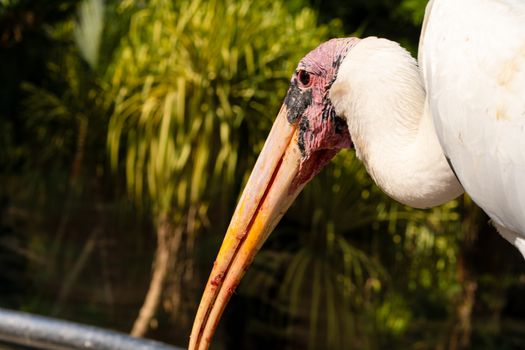 Portrait of milk stork on a fence.