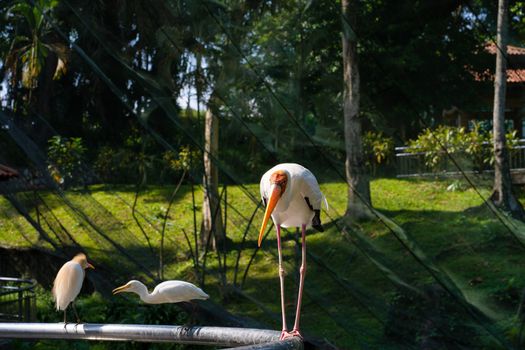 Portrait of milk stork on a fence.