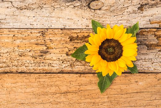 Flower head of yellow sunflower on old wooden background with copy space