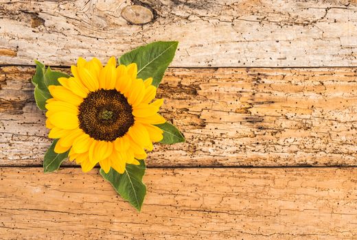 Romantic yellow sunflower on old wood background with copy space