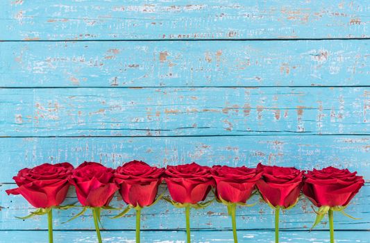Romantic red rose flowers on blue wooden background with copy space