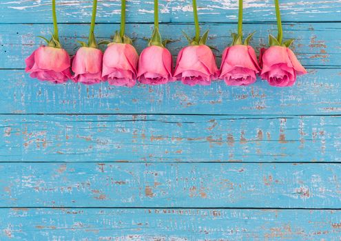 Romantic pink rose flowers on blue wooden background with copy space