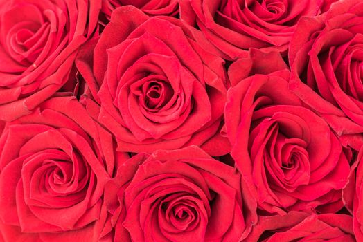 Close-up of red rose flowers, romantic floral background