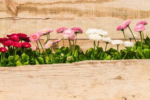 Beautiful fresh daisy flowers with wooden background and copy space