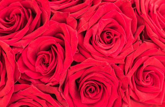 Romantic rose flowers background, close-up