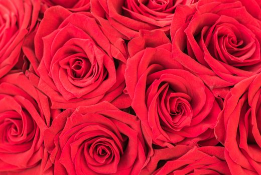 Close-up of red rose flowers, romantic floral pattern