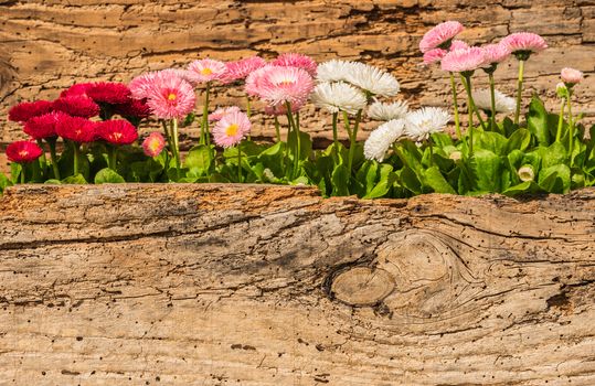 Beautiful fresh daisy flowers with wooden background and copy space