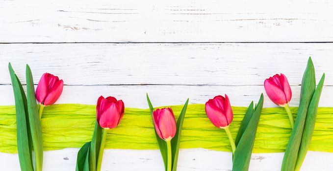 Spring flowers decoration, red tulips border on white wood with copy space