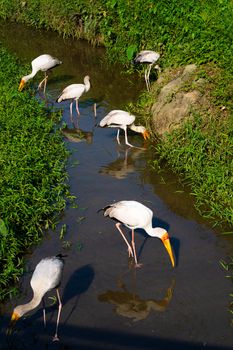 A flock of milk stork is hunting in a pond. Looking for fish.