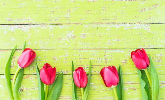 Fresh red tulip spring flowers on light green wood with copy space 