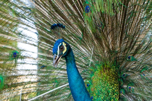 Beautiful well-groomed male peacock, spreading its tail, luxurious tail, flirts with a female.