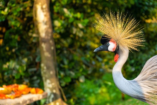 Crowned Crane walks in a green park.