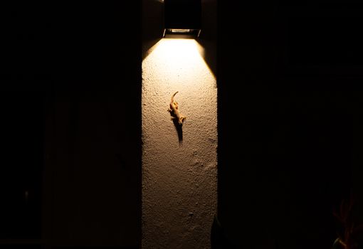 Gecko sits on a wall illuminated by a lantern.