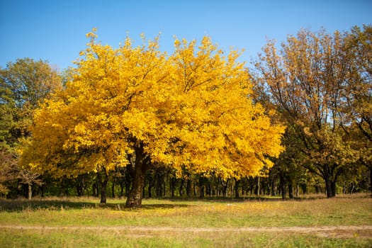 Beautiful autumn park. Picturesque nature, golden trees in the rays of the sun