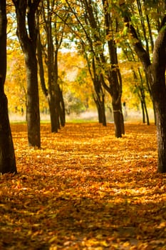 Beautiful autumn park. Picturesque nature, golden trees in the rays of the sun