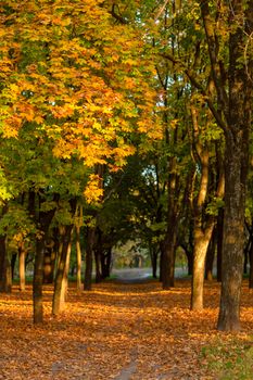 Beautiful autumn park. Picturesque nature, golden trees in the rays of the sun