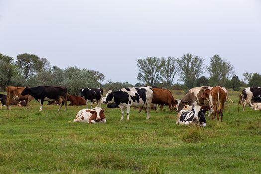 Rural cows graze on a green meadow. Rural life. Animals. agricultural country.
