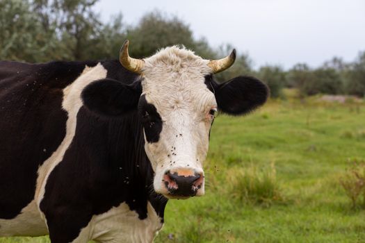 Rural cows graze on a green meadow. Rural life. Animals. agricultural country.