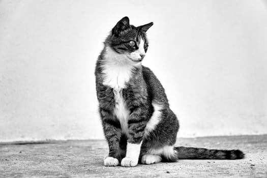 White and gray adult cat of the European breed on the island of Crete in Greece, black and white