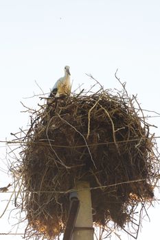 A nest with storks on a pole of a power line in a village