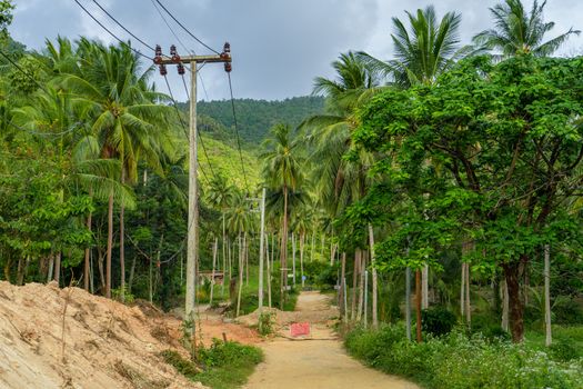 Power line in the jungle. Civilization comes to the wild tropical jungle.