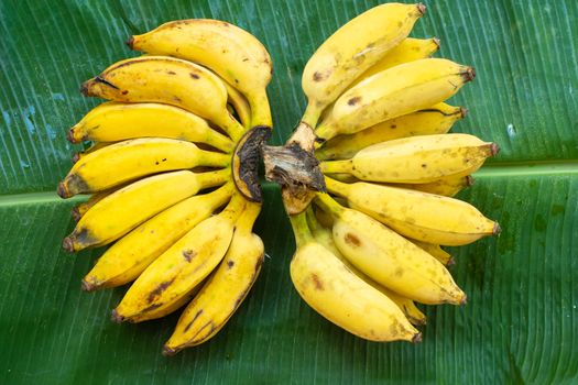 A branch of juicy yellow bananas on a green banana leaf. Ripe juicy fruits