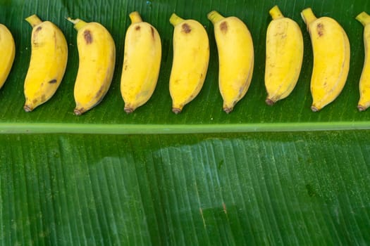 Flat lay layout of yellow bananas on a green banana leaf. Eco food.