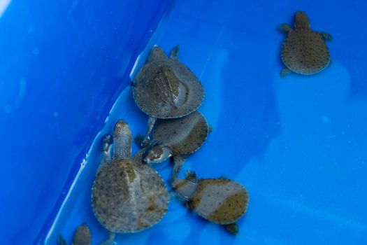 Turtles in a blue basin. Turtles will be released. Rescued turtles.