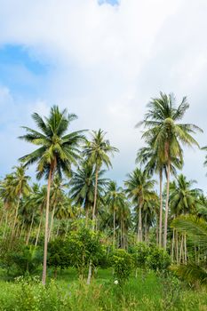 palm grove. Palm trees in the tropical jungle. Symbol of the tropics and warmth.