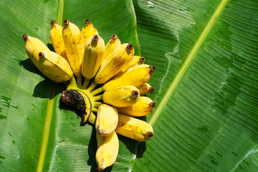 A branch of juicy yellow bananas on a green banana leaf. Ripe juicy fruits