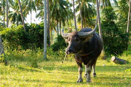 A buffalo with large horns grazes on the lawn in a green tropical jungle