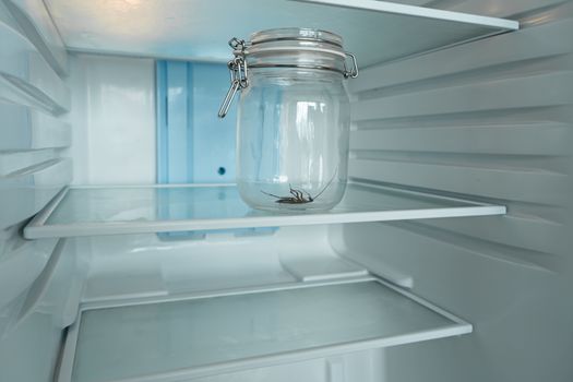 Cockroach in a glass jar in an empty refrigerator. Poverty and lack of food concept.