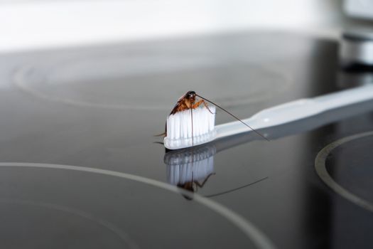 Cockroach on a toothbrush. Lack of hygiene. Terrible sanitary conditions.