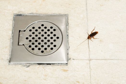 Cockroach in the bathroom near the drain hole. The problem with insects. Cockroaches climb through the sewers