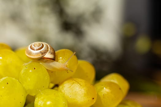 Close-up of a small snail crawling over grapes quiche mish.