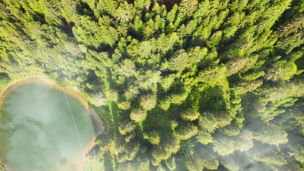 Aerial view of beautiful mountain trees in summer season.