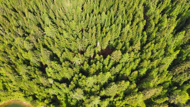 Aerial view of beautiful mountain trees in summer season.