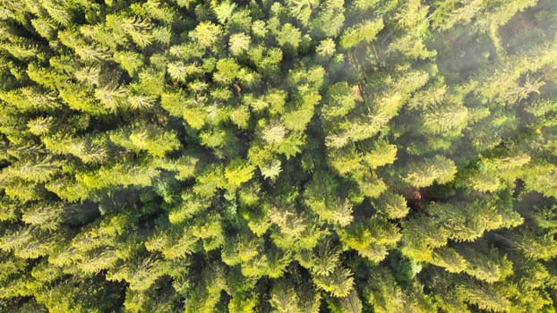 Overhead aerial view of beautiful mountain trees in summertime.