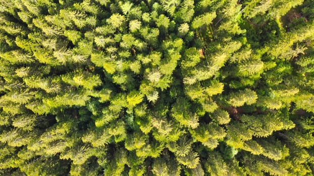 Aerial view of beautiful mountain trees in summer season.